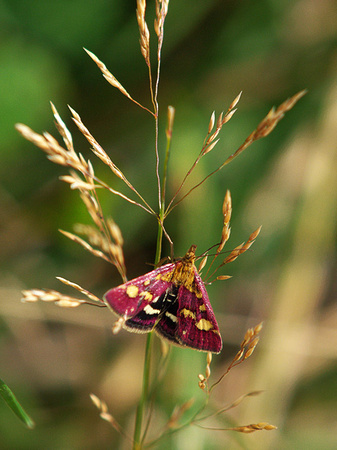 A purple and yellow moth from the pyralid family