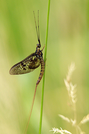 Common Mayfly